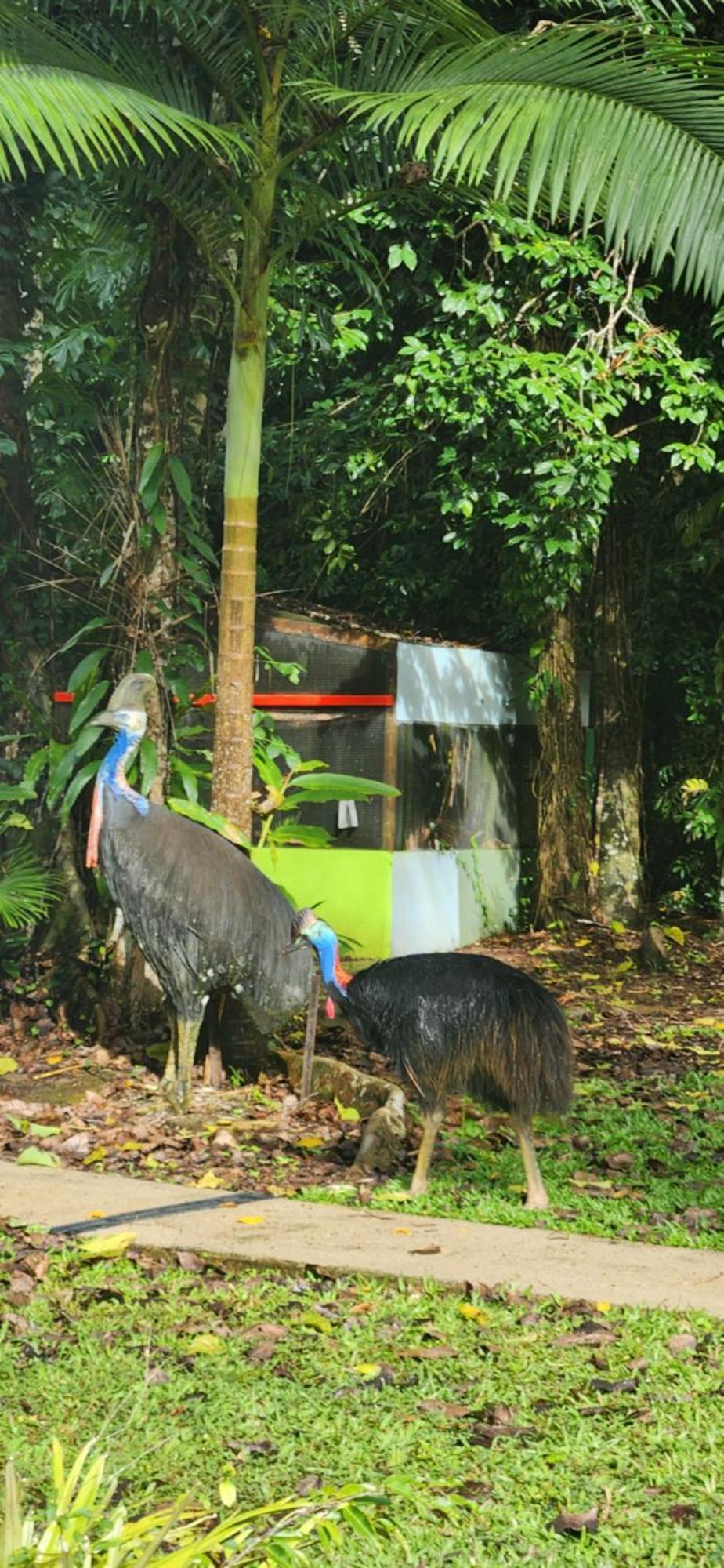 Daintree Siesta Villa Diwan Exterior photo